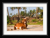 Goa, India. A lazy cow resting on Vagator Beach Fine Art Print