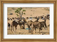 Camel Market, Pushkar Camel Fair, India Fine Art Print