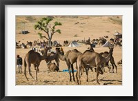 Camel Market, Pushkar Camel Fair, India Fine Art Print