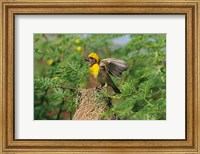Baya Weaver bird, Keoladeo National Park, India Fine Art Print