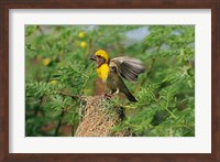 Baya Weaver bird, Keoladeo National Park, India Fine Art Print