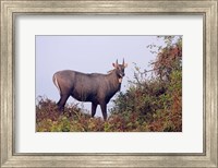 Bluebull Stag, Keoladeo National Park, India. Fine Art Print