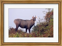 Bluebull Stag, Keoladeo National Park, India. Fine Art Print