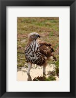 Changeable Hawk Eagle, Corbett National Park, India Fine Art Print