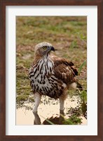 Changeable Hawk Eagle, Corbett National Park, India Fine Art Print