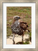 Changeable Hawk Eagle, Corbett National Park, India Fine Art Print