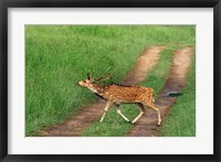 Chital Stag, Corbett National Park, India Fine Art Print