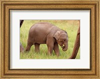 Indian Elephant calf,Corbett National Park, India Fine Art Print