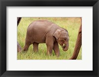 Indian Elephant calf,Corbett National Park, India Fine Art Print