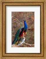 Indian Peacock, Ranthambhor National Park, India Fine Art Print