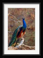 Indian Peacock, Ranthambhor National Park, India Fine Art Print