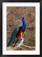 Indian Peacock, Ranthambhor National Park, India Fine Art Print