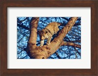 Leopard wildlife, Ranthambhor National Park, India Fine Art Print