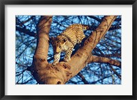 Leopard wildlife, Ranthambhor National Park, India Fine Art Print