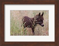 Little Donkey, Leh, Ladakh, India Fine Art Print