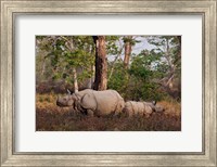 One-horned Rhinoceros and young, Kaziranga National Park, India Fine Art Print