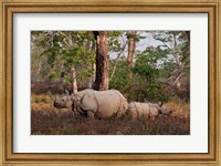 One-horned Rhinoceros and young, Kaziranga National Park, India Fine Art Print