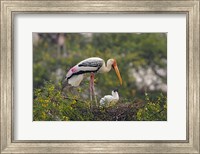 Painted Stork birds, Keoladeo National Park, India Fine Art Print