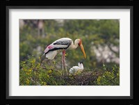 Painted Stork birds, Keoladeo National Park, India Fine Art Print