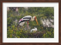 Painted Stork birds, Keoladeo National Park, India Fine Art Print
