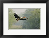 Painted Stork in flight, Keoladeo National Park, India Fine Art Print