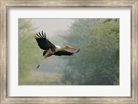 Painted Stork in flight, Keoladeo National Park, India Fine Art Print