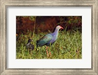 Purple Moorhen and young birds, Keoladeo NP, India Fine Art Print