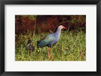 Purple Moorhen and young birds, Keoladeo NP, India Fine Art Print