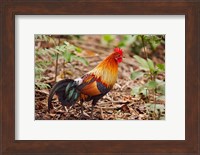 Red Jungle Fowl, Corbett National Park, India Fine Art Print
