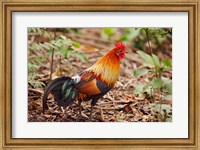 Red Jungle Fowl, Corbett National Park, India Fine Art Print
