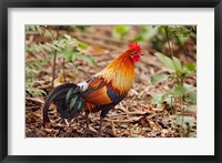 Red Jungle Fowl, Corbett National Park, India Fine Art Print