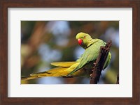 Roseringed Parakeet tropical bird, Keoladeo NP, India Fine Art Print