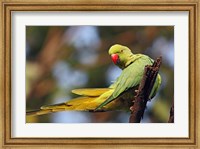 Roseringed Parakeet tropical bird, Keoladeo NP, India Fine Art Print