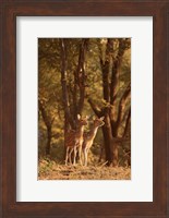 Spotted Deers watching Tiger, Ranthambhor NP, India Fine Art Print