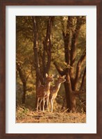 Spotted Deers watching Tiger, Ranthambhor NP, India Fine Art Print