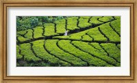 Tea Plantation, Kerala, India Fine Art Print