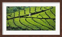 Tea Plantation, Kerala, India Fine Art Print