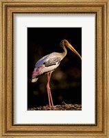 Painted Stork, Bharatpur, Keoladeo National Park, Rajasthan, India Fine Art Print