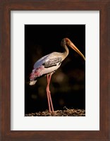 Painted Stork, Bharatpur, Keoladeo National Park, Rajasthan, India Fine Art Print