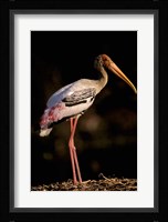 Painted Stork, Bharatpur, Keoladeo National Park, Rajasthan, India Fine Art Print