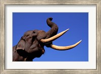 Indian Elephant, Kaziranga National Park, Assam, India Fine Art Print