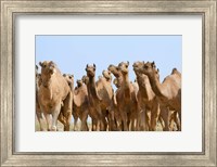 Camels in the desert, Pushkar, Rajasthan, India Fine Art Print