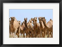 Camels in the desert, Pushkar, Rajasthan, India Fine Art Print