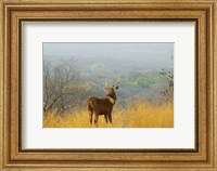 Sambar Deer in Ranthambore National Park, Rajasthan, India Fine Art Print
