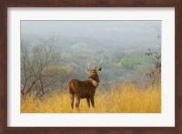 Sambar Deer in Ranthambore National Park, Rajasthan, India Fine Art Print