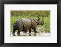 One-horned Rhinoceros, coming out of jungle pond, Kaziranga NP, India Fine Art Print