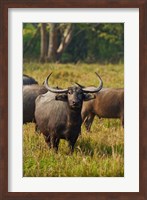 Wild Buffalo in the grassland, Kaziranga National Park, India Fine Art Print