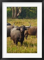 Wild Buffalo in the grassland, Kaziranga National Park, India Fine Art Print