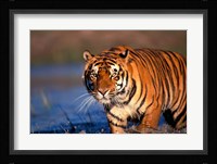 Bengal Tiger, India Fine Art Print