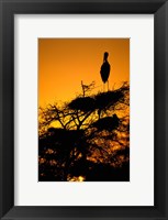 Silhouette of Painted Stork, Keoladeo National Park, Rajasthan, India Fine Art Print